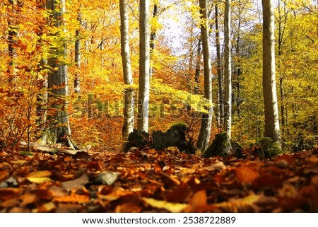 Image, Stock Photo autumn 2 Environment