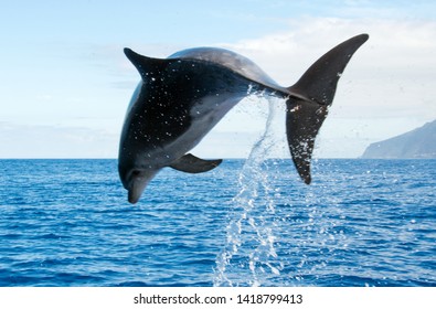 Wale Watching On The Wonderful Island Of Madeira: Wild Bottlenose Dolphin Jumping Out Of The Water; Portugal, Europe.