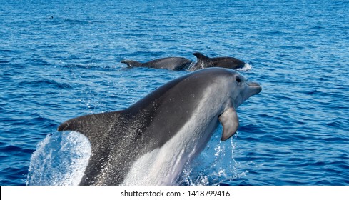 Wale Watching On The Wonderful Island Of Madeira: Wild Bottlenose Dolphin Jumping Out Of The Water; Portugal, Europe.