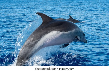 Wale Watching On The Wonderful Island Of Madeira: Wild Bottlenose Dolphin Jumping Out Of The Water; Portugal, Europe.