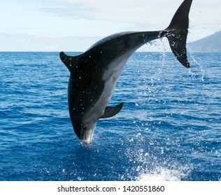 Wale Watching On The Wonderful Island Of Madeira: Wild Bottlenose Dolphins Swimming In And Jumping Out Of The Water; Portugal, Europe.