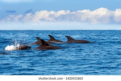 Wale Watching On The Wonderful Island Of Madeira: Wild Bottlenose Dolphins Swimming In And Jumping Out Of The Water; Portugal, Europe.