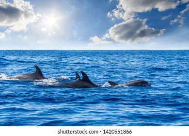 Wale Watching On The Wonderful Island Of Madeira: Wild Bottlenose Dolphins Swimming In And Jumping Out Of The Water; Portugal, Europe.