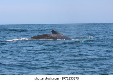 Wales In Mancora Peru Biodiversity Sea