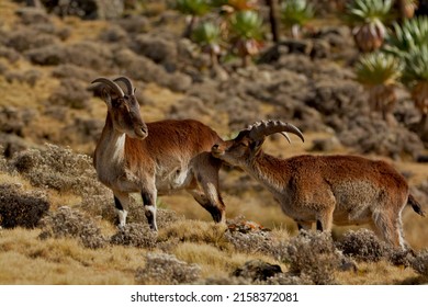 Walia Ibex, endemic mammal of Ethiopia. Simien Mountains National Park 