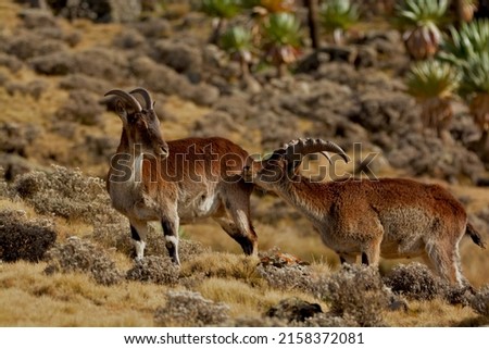 Walia Ibex, endemic mammal of Ethiopia. Simien Mountains National Park  Stock photo © 