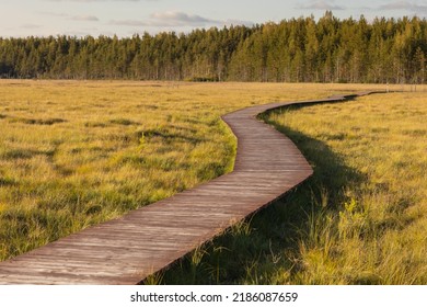 Walk Along The Ecotrope In The Forest Or On The Swamp And Lake. Autumn Landscape In The Suburbs. There Are No People On The Wooden Paths In The Nature Reserve, National Forest And Park. A Beautiful