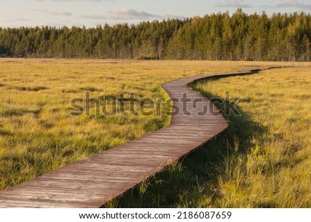 walk along the ecotrope in the forest or on the swamp and lake. autumn landscape in the suburbs. there are no people on the wooden paths in the nature reserve, national forest and park. a beautiful