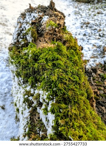 a walk around hackfall woods taking in the amazing sights