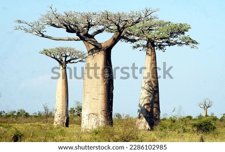 Walk of the Baobabs, Morondava - Madagascar