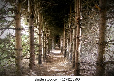 walk between the trees