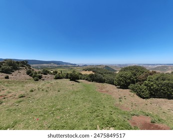 Walk in the cedars forest with monkeys