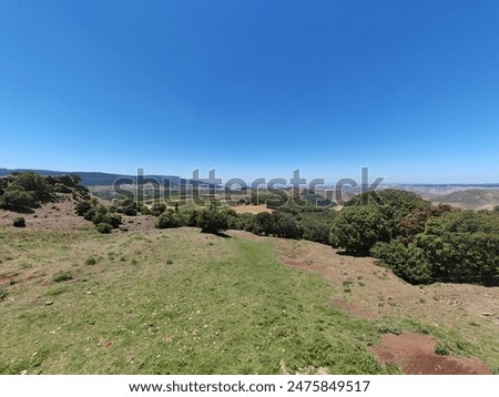 Walk in the cedars forest with monkeys