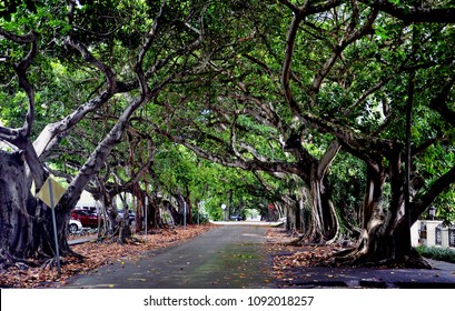 Walk, Coral Gables, Miami, Florida, USA