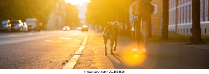 Walk The Dog With A Walker In The Evening.