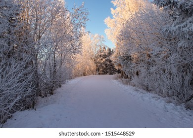 Walk In Earthquake Park Alaska