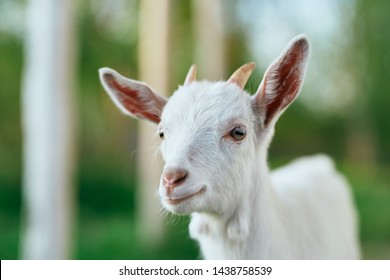 Walk eating pasture mammal landscape white goat - Shutterstock ID 1438758539