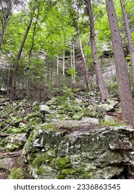 A walk in the forest