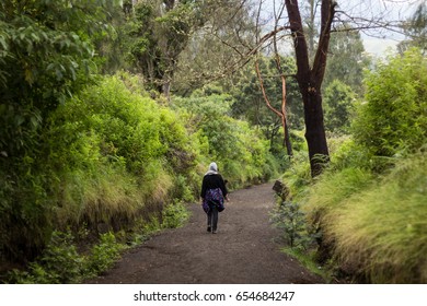 walk in the forest