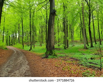 A walk in the green green forest - Shutterstock ID 1971884726