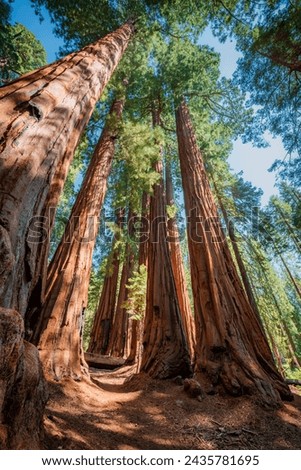 Walk inside the giant sequoia forest