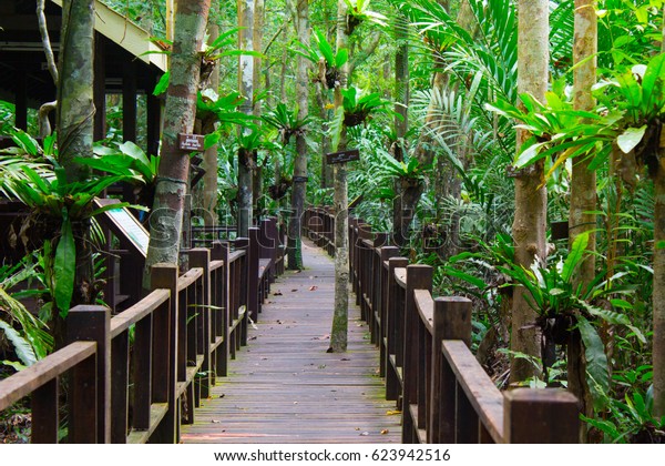 Walk in the lush\
jungle