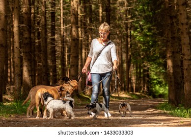 Walk With Many Dogs On A Leash. Dog Walker With Different Dog Breeds In The Beautiful Forest