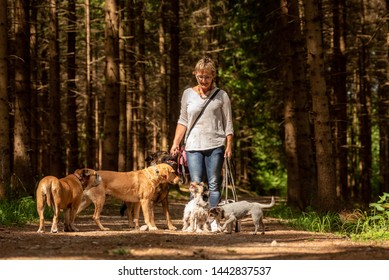 Walk With Many Dogs On A Leash. Dog Walker With Different Dog Breeds In The Beautiful Forest