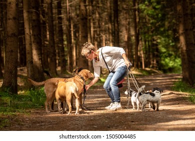 Walk With Many Dogs On A Leash. Dog Walker With Different Dog Breeds In The Beautiful Forest