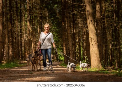 Walk With Many Dogs On A Leash. Dog Walker With Different Dog Breeds In The Beautiful Forest