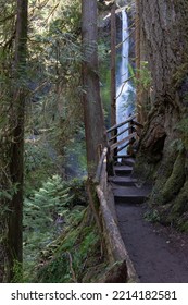 A Walk To The Marymere Falls, Olympic Peninsula, WA, USA