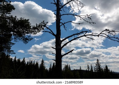 To Walk In Nature Is To Witness A Thousand Miracles. Silhouette Of A Tree On A Background Of Blue Sky