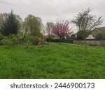 Walk in a Parisian departmental park, with beautiful expanse of dark green grass, and cherry or Asian tree with pink foliage, under a threatening cloudy, gray and dark sky, ecological maintenance