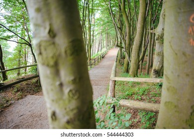 walk path in forest in early spring