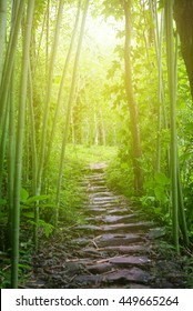 Walk Path Through Deep Tropical Forest And Green Bamboo Plant, Sun Beam Ray With Glowing Light Effect. 