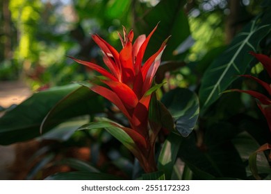 walk in Perdana Botanical Garden, Lush greenery and exotic plants in the Kuala Lumpur Botanical Garden, Ginger red tropical flower plant square composition - Powered by Shutterstock