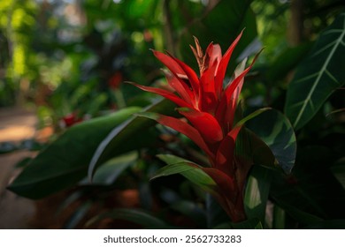 walk in Perdana Botanical Garden, Lush greenery and exotic plants in the Kuala Lumpur Botanical Garden, Ginger red tropical flower plant square composition - Powered by Shutterstock