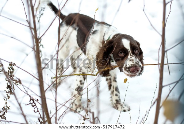 Walk Puppy First Snow Cute Puppy Stock Photo Edit Now 517917472