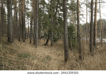 Walk in the spring forest near the river.