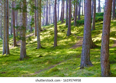 A Walk Through The Ferns. Mar Lodge, Scotland.