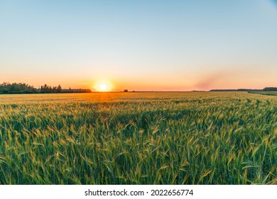 A walk through a field or meadow in the evening sun at sunset. Calmness, contemplation and peace when walking in the quiet early morning at dawn with the sun's rays.The ears of grain crops are waving