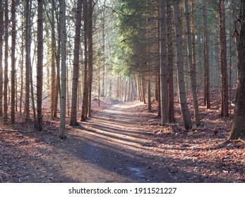 Walk Through The Forest Near Seedorf 