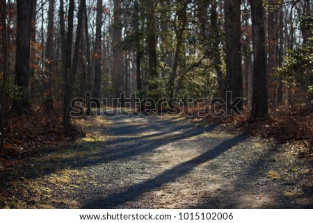 Walk Through the Forrest 