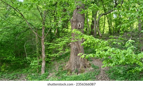 A walk through the spring forest