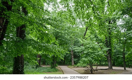 A walk through the spring forest