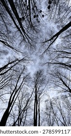 
A walk through the spring forest. Tree branches against a gray spring sky.