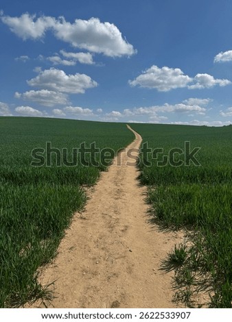 A walk through Suffolk fields blew Skye and green crops 