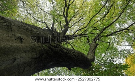 Similar – Image, Stock Photo Green Lung Colour photo