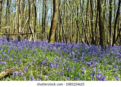 A Walk Through The Woods With Bluebells Foaming A Carpet Across The Ground In The Kent Countryside.