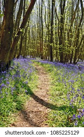 A Walk Through The Woods With Bluebells Foaming A Carpet Across The Ground In The Kent Countryside.